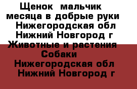 Щенок, мальчик, 2 месяца в добрые руки!  - Нижегородская обл., Нижний Новгород г. Животные и растения » Собаки   . Нижегородская обл.,Нижний Новгород г.